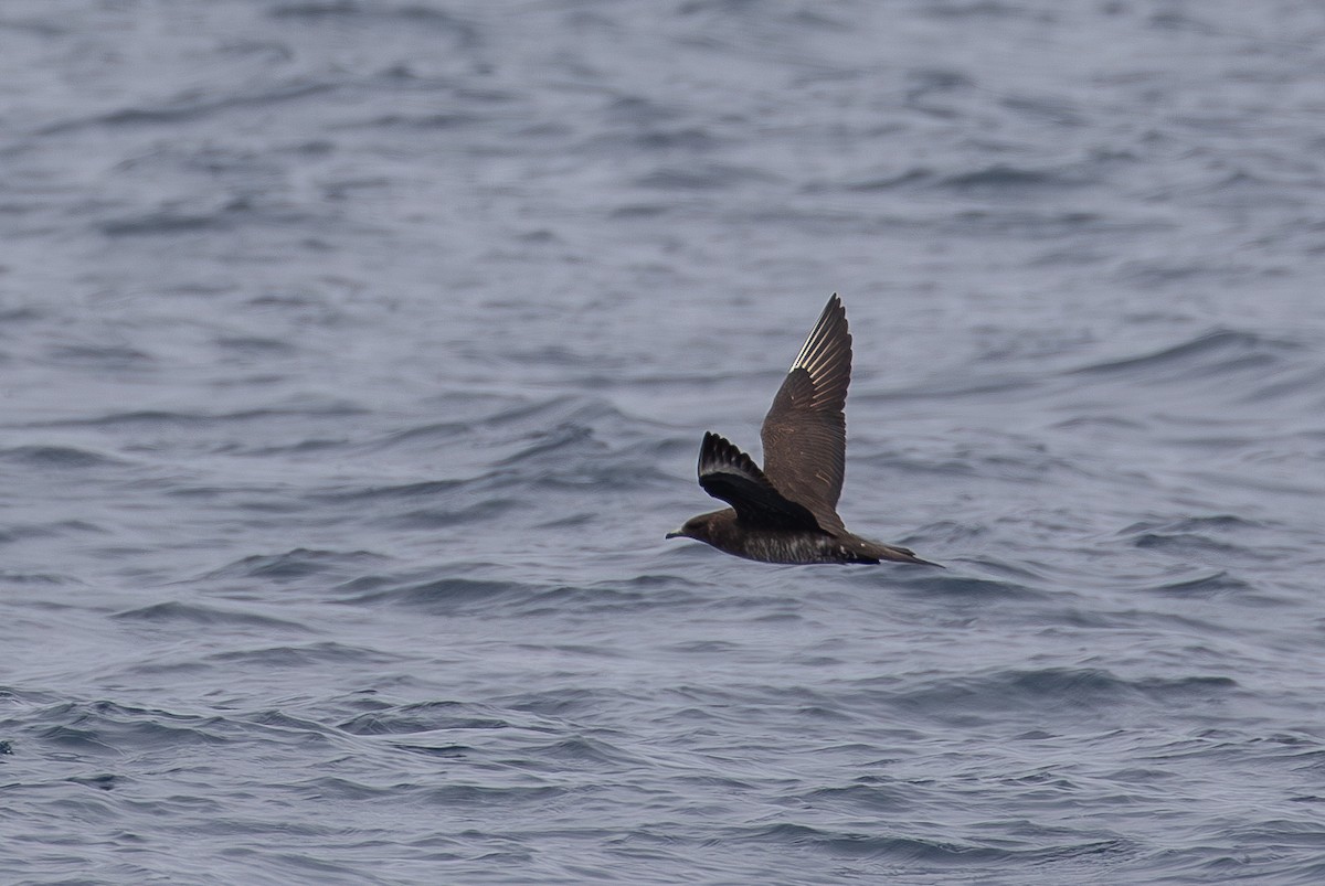 Págalo Parásito - ML647497209