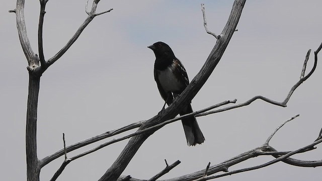 Spotted Towhee (maculatus Group) - ML647497213