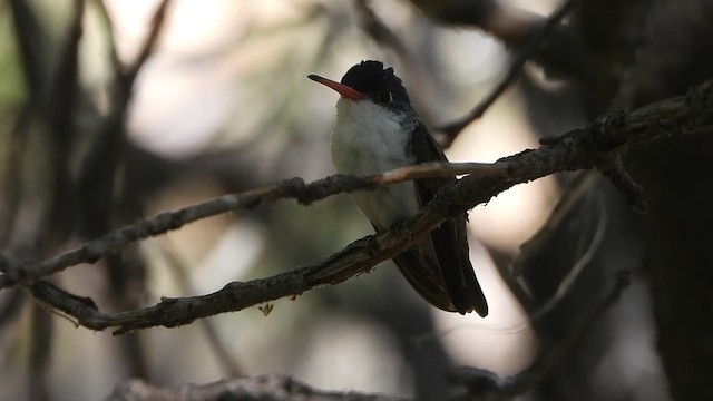 kolibřík fialovokorunkatý - ML647497250