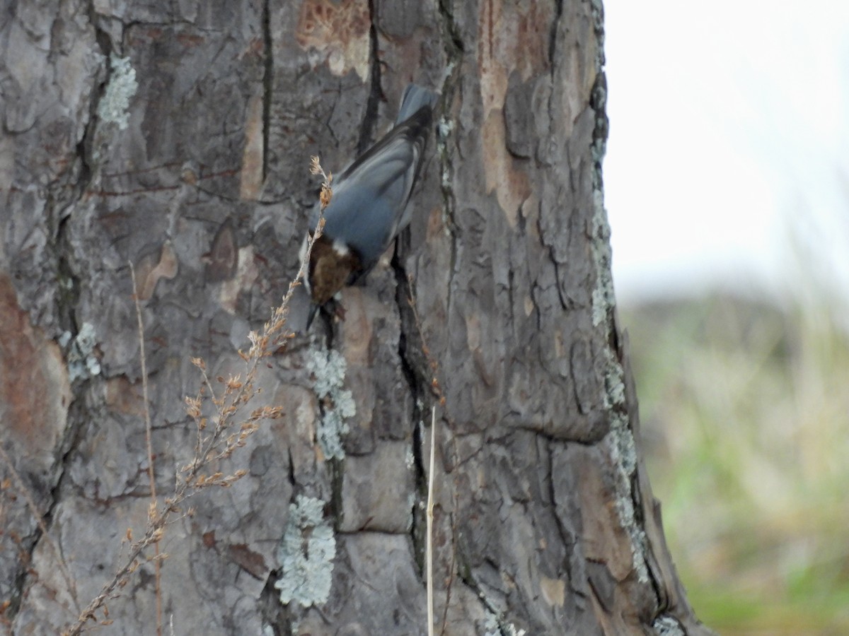 Sittelle à tête brune - ML647497251