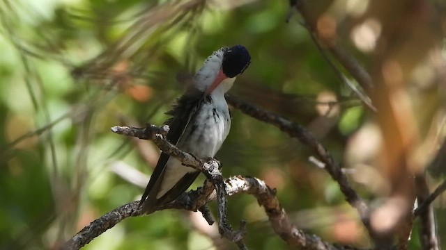 kolibřík fialovokorunkatý - ML647497252