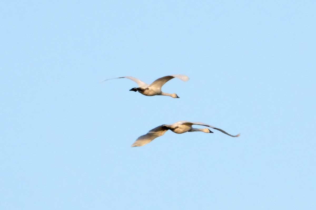 Tundra Swan - ML647497254