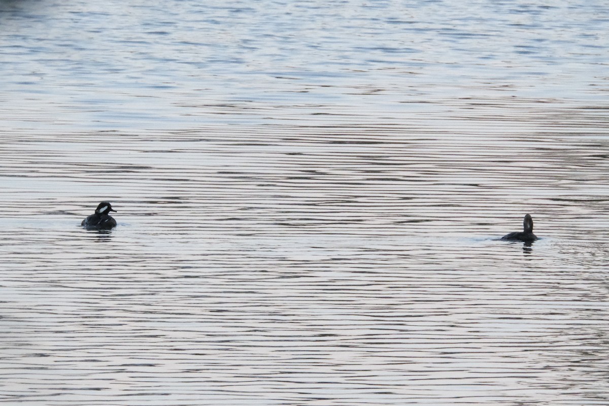 Hooded Merganser - ML647497256