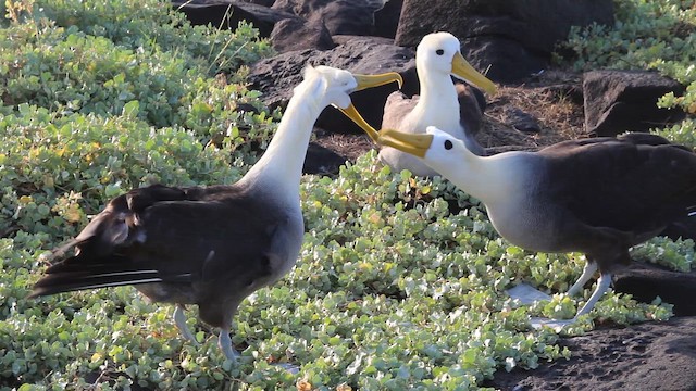 albatros galapážský - ML647497278
