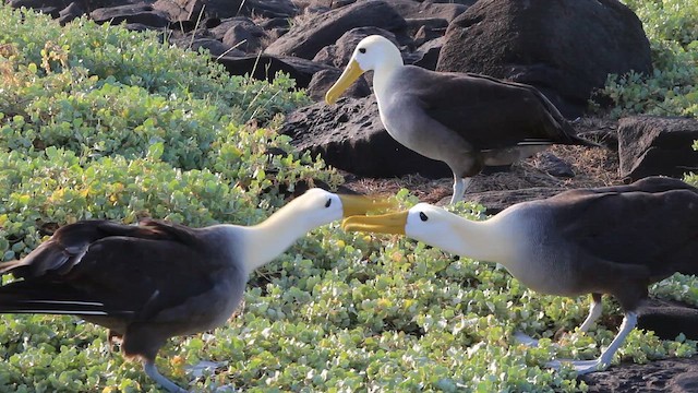 albatros galapážský - ML647497279