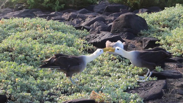 albatros galapážský - ML647497280