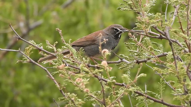 Five-striped Sparrow - ML647497288
