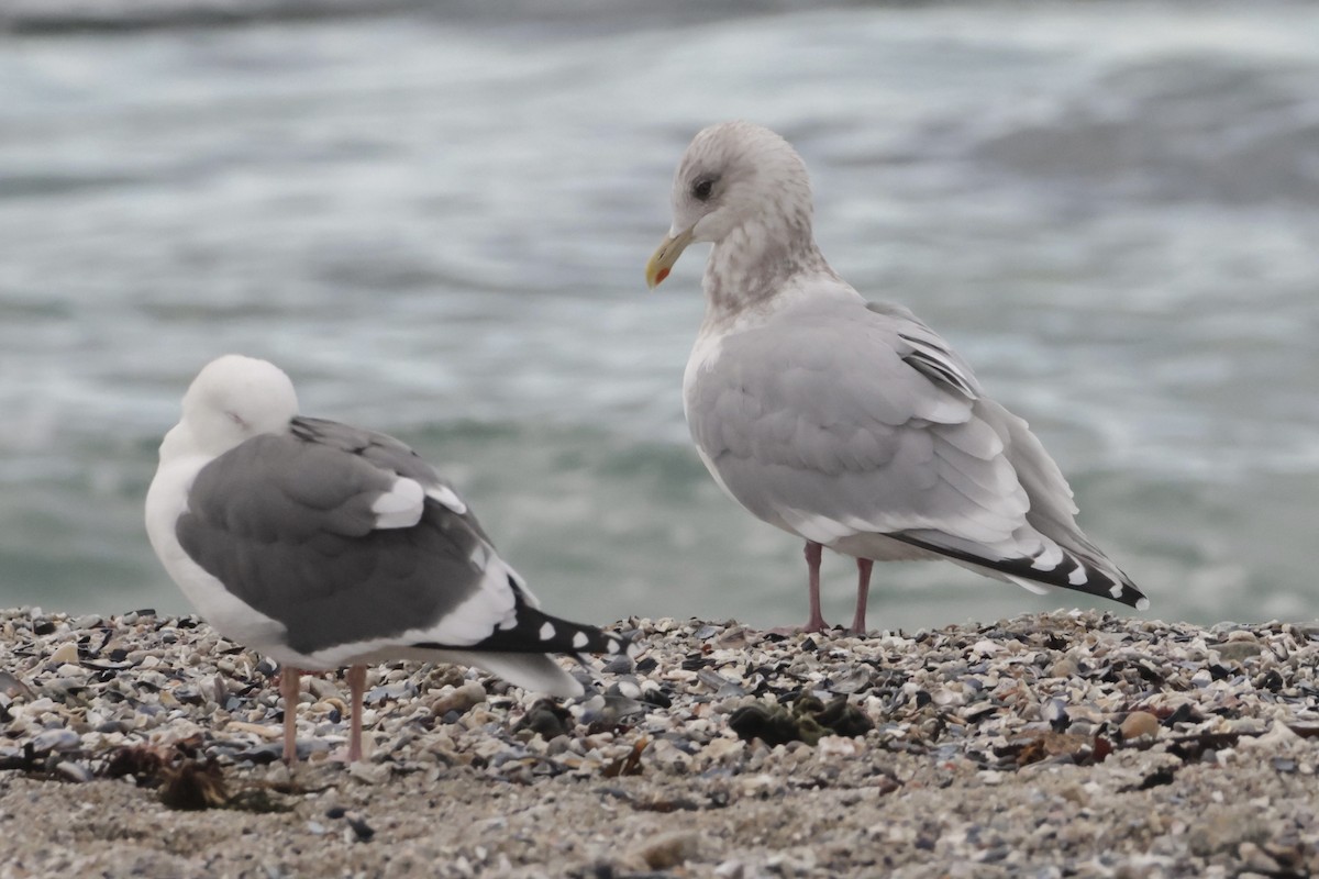 アイスランドカモメ（亜種 カナダカモメ） - ML647497292