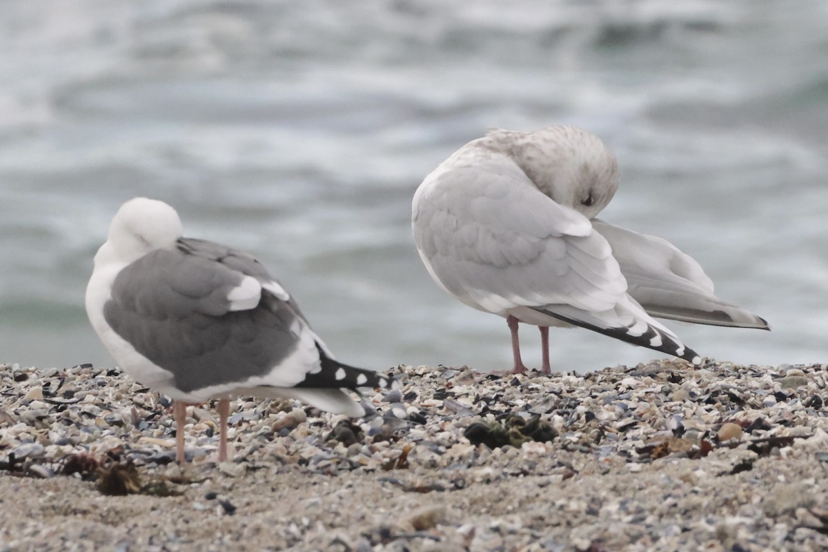 アイスランドカモメ（亜種 カナダカモメ） - ML647497293