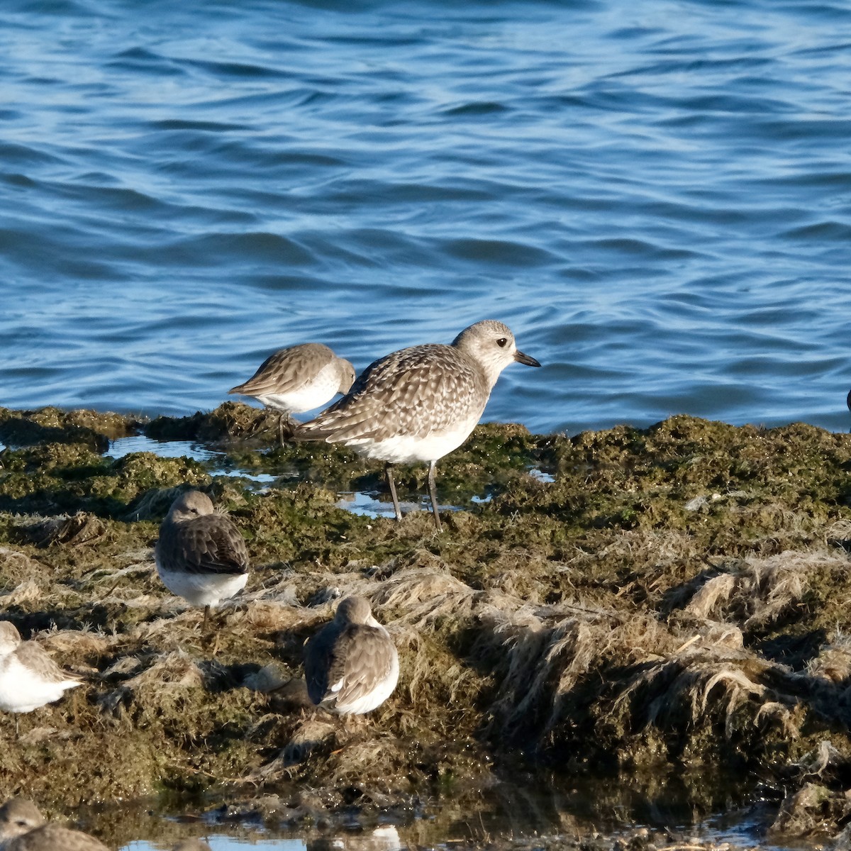 Black-bellied Plover - ML647497300