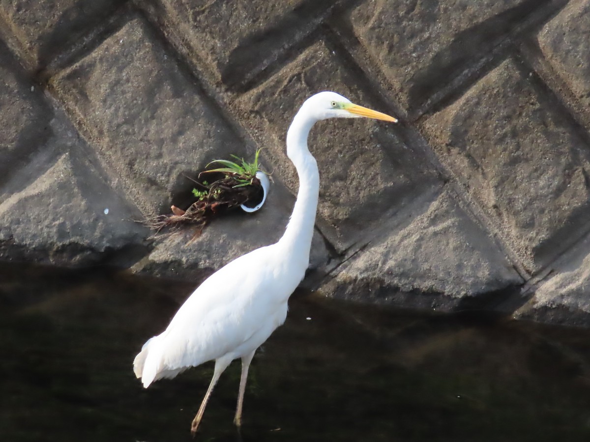 egretthegre - ML647497340