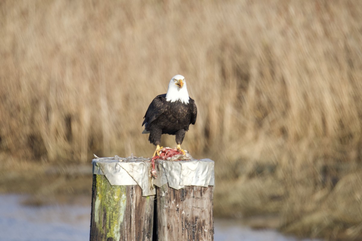 Bald Eagle - ML647497343