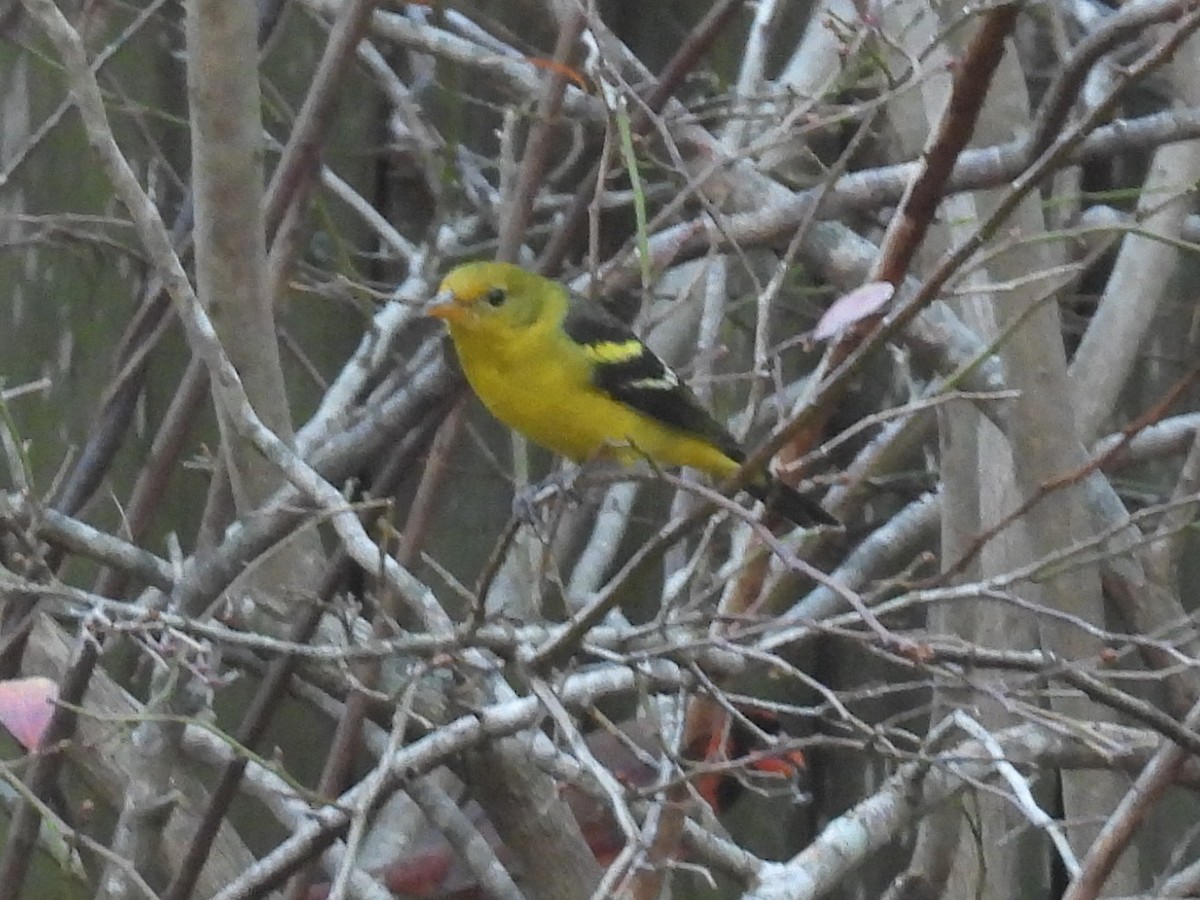 Western Tanager - ML647497345