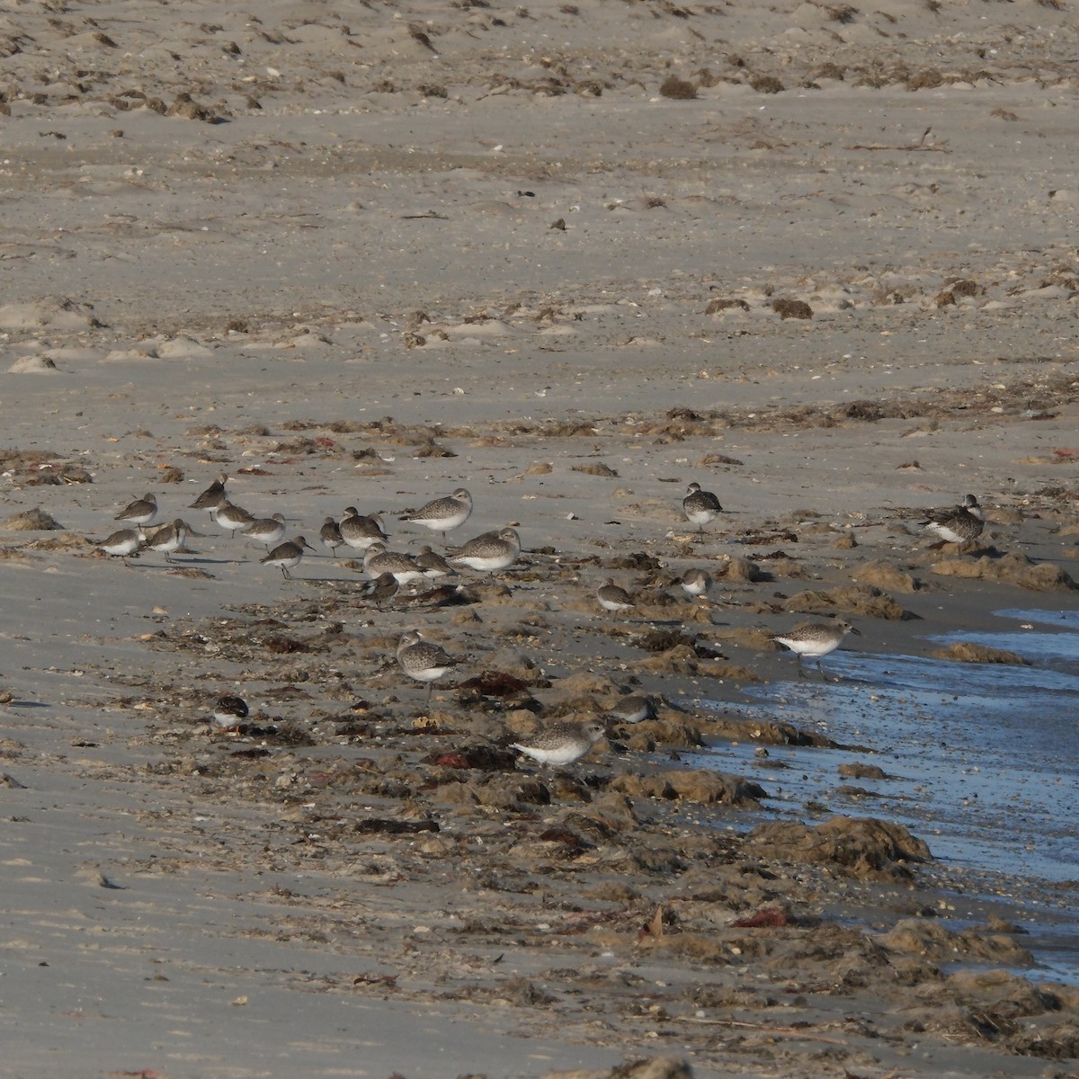 Black-bellied Plover - ML647497347