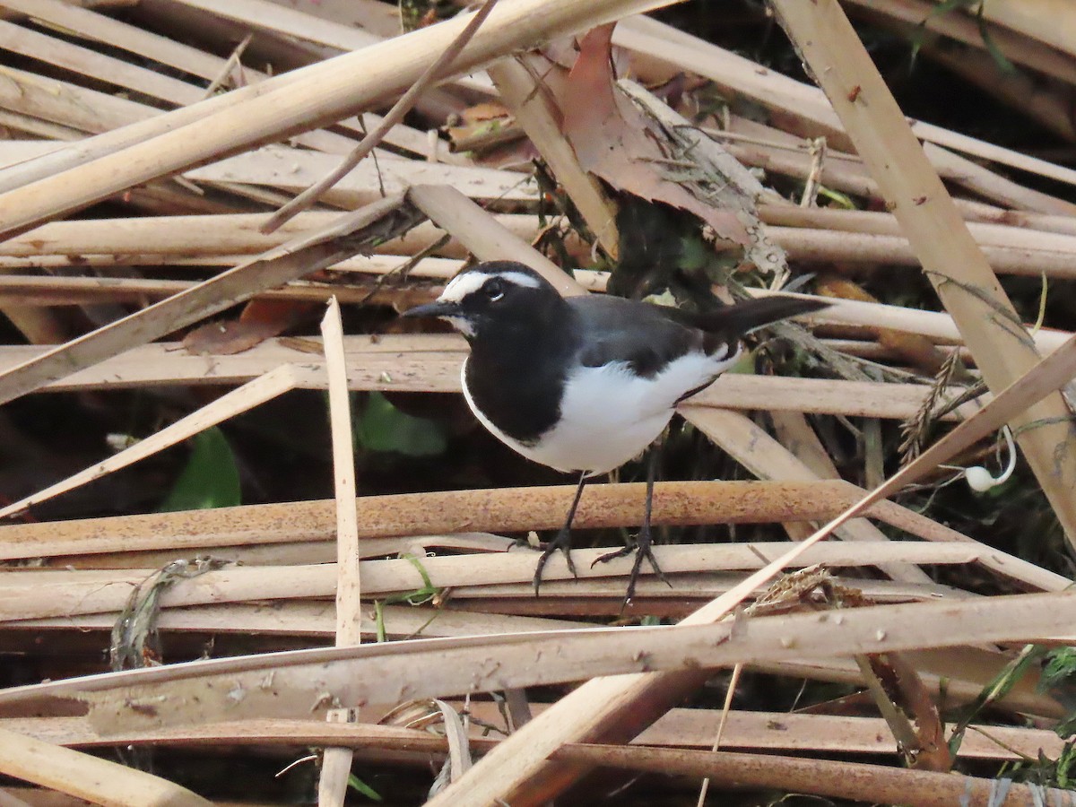 japanerle - ML647497351