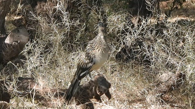 kukačka kohoutí - ML647497380