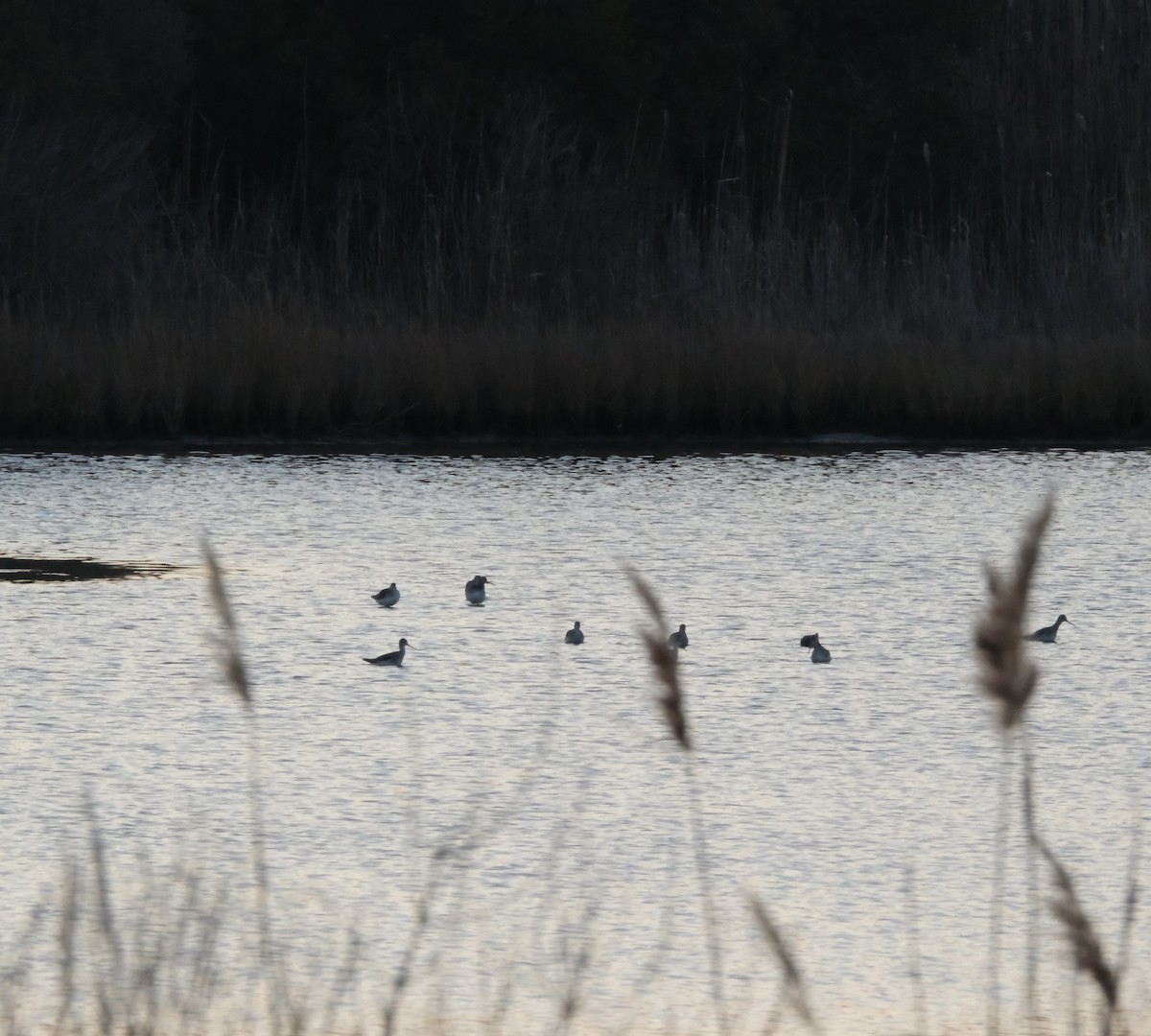 Greater Yellowlegs - ML647497382
