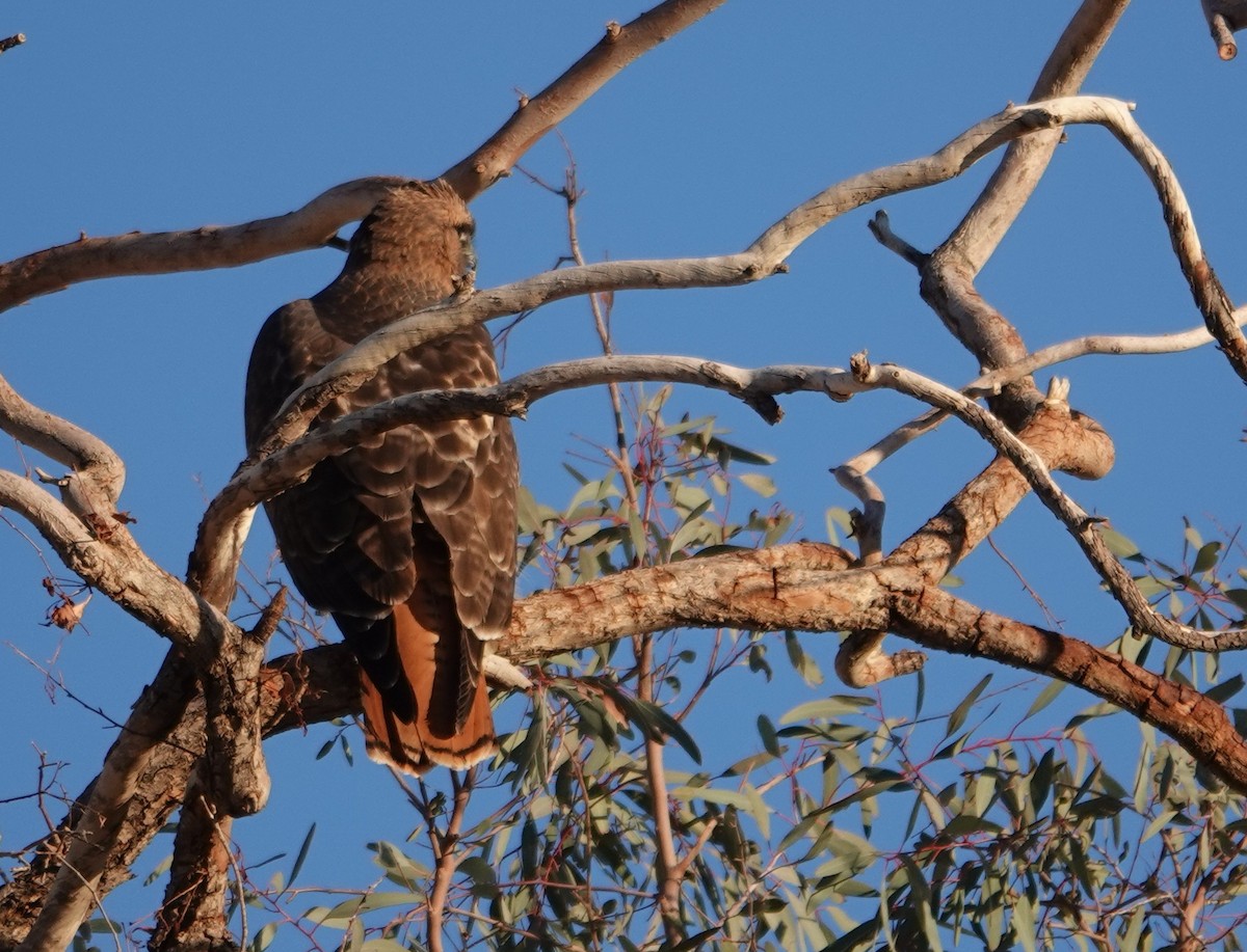 Red-tailed Hawk - ML647497384