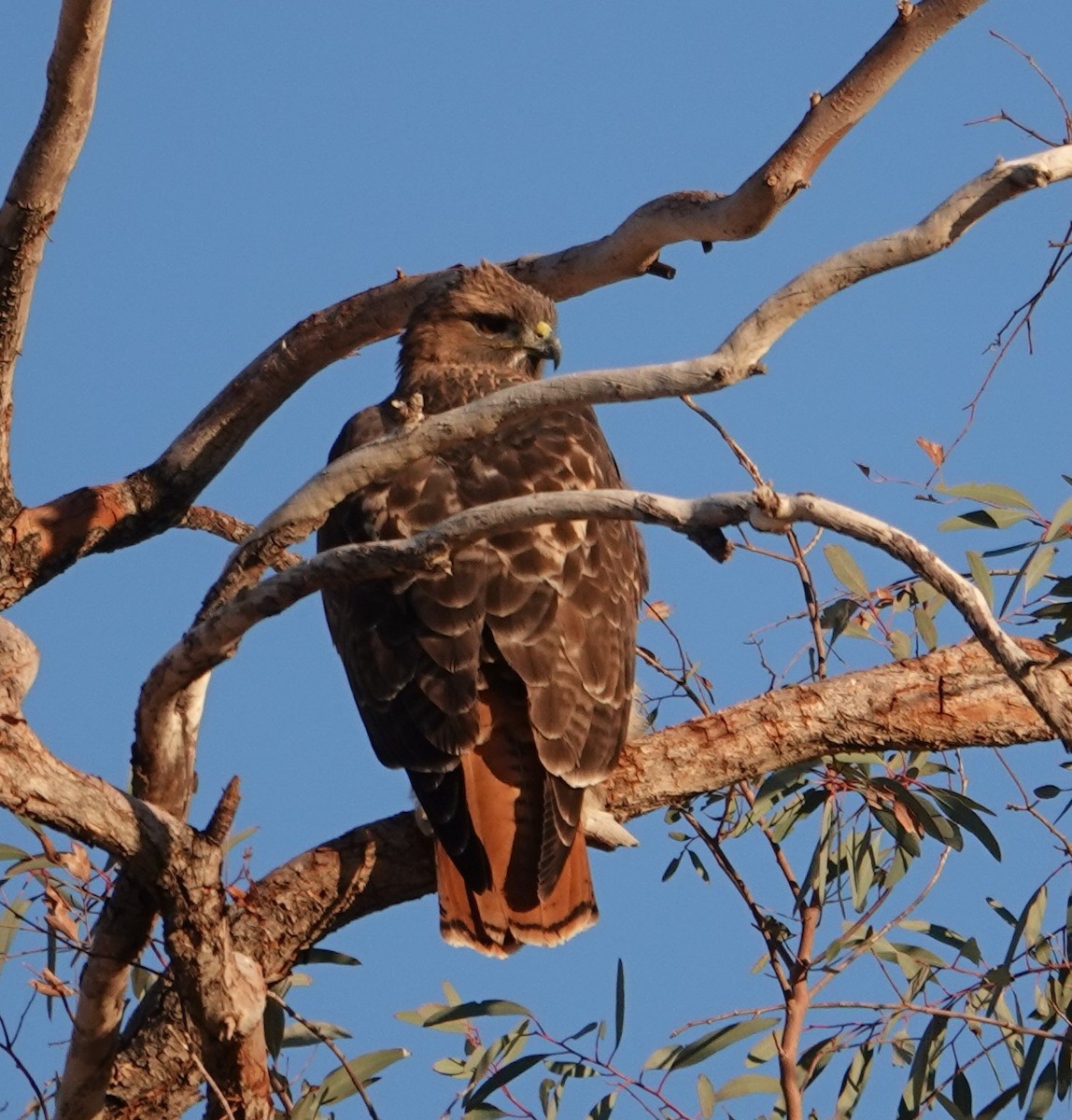 Red-tailed Hawk - ML647497389