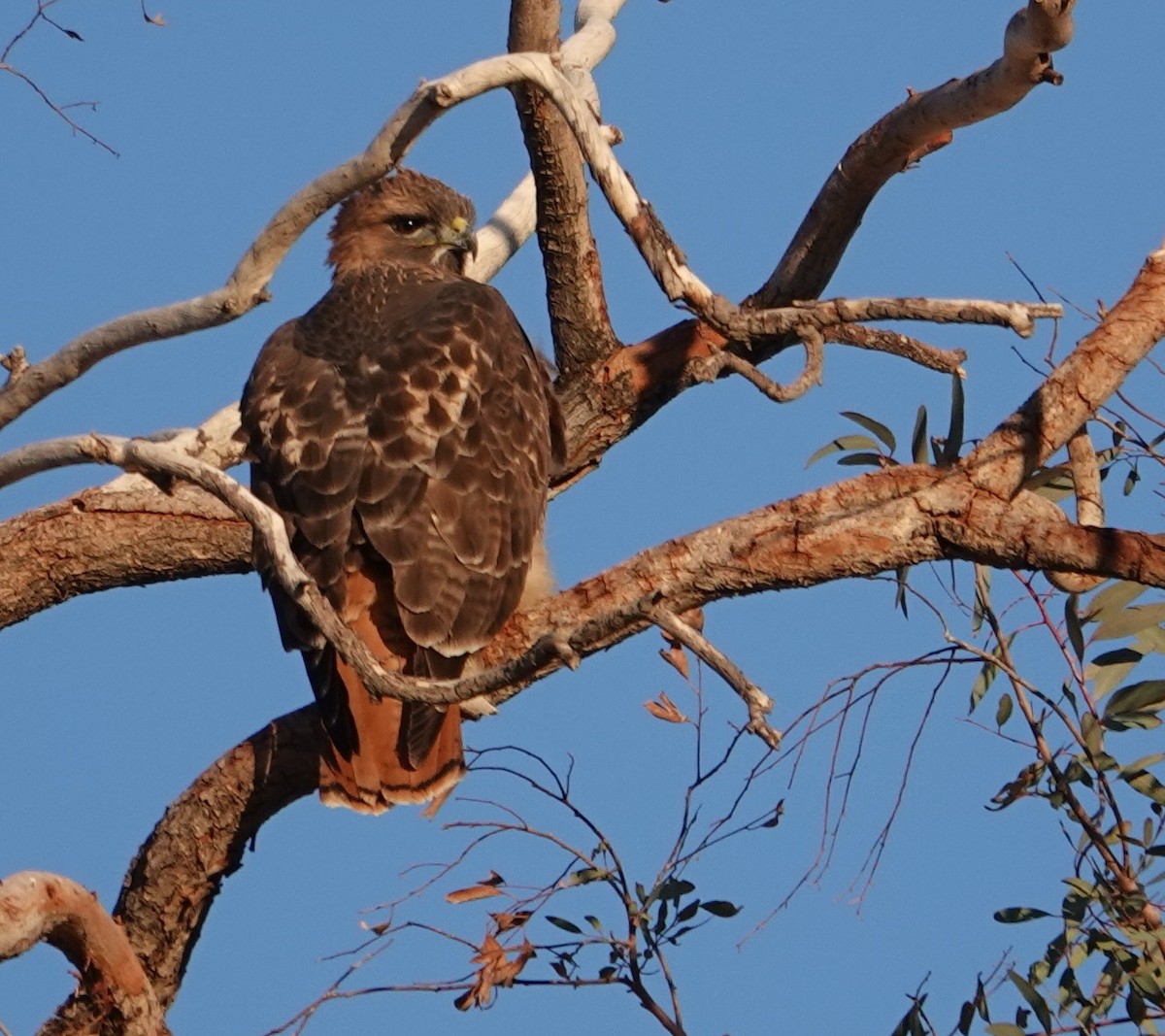 Red-tailed Hawk - ML647497390