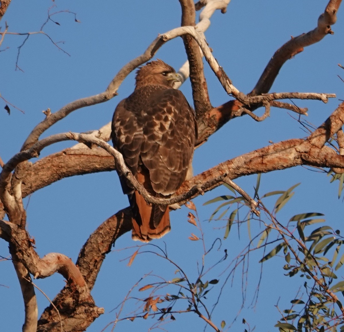 Red-tailed Hawk - ML647497391