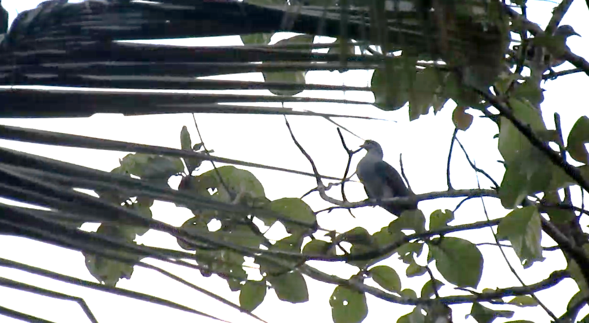 Green Imperial-Pigeon - ML647497412