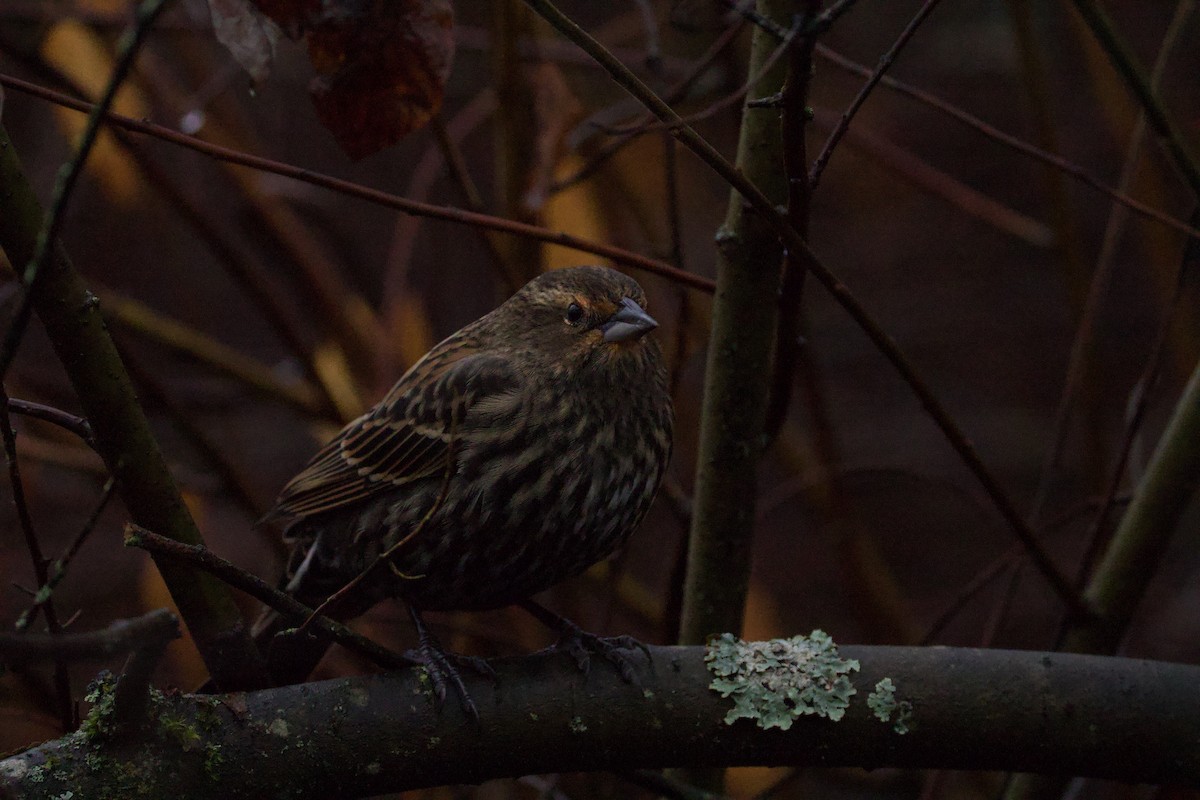 Red-winged Blackbird - ML647497427