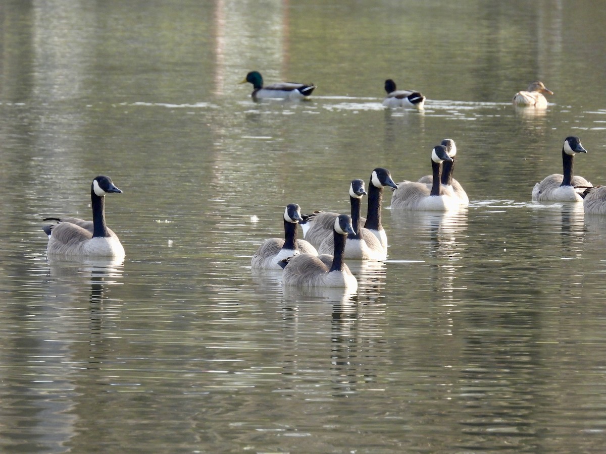 berneška velká - ML647497434