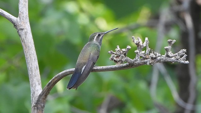 kolibřík blankytohrdlý - ML647497437