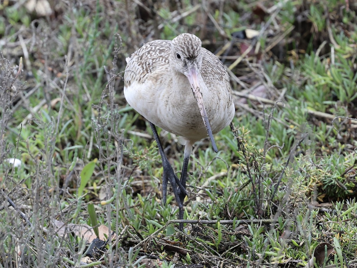 Aguja Canela - ML647497439