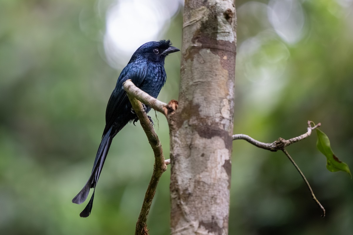 Sri Lanka Drongo - ML647497440
