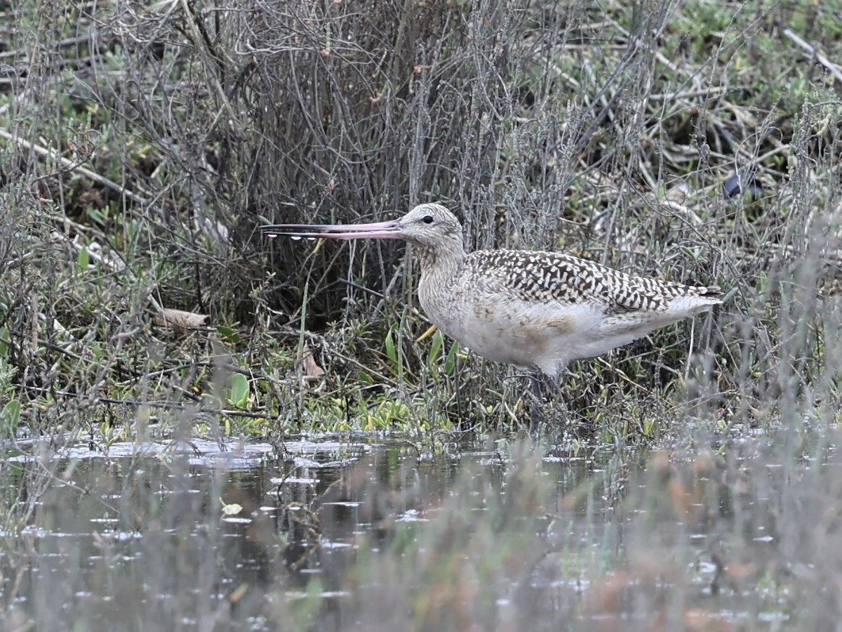 Aguja Canela - ML647497450