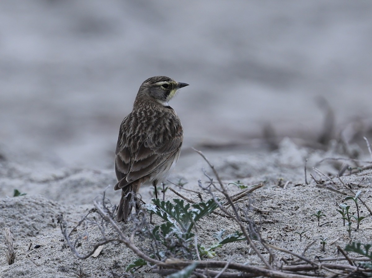 Alondra Cornuda - ML647497455