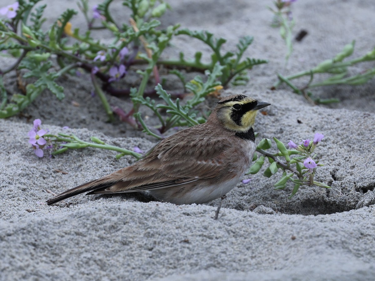 Alondra Cornuda - ML647497456