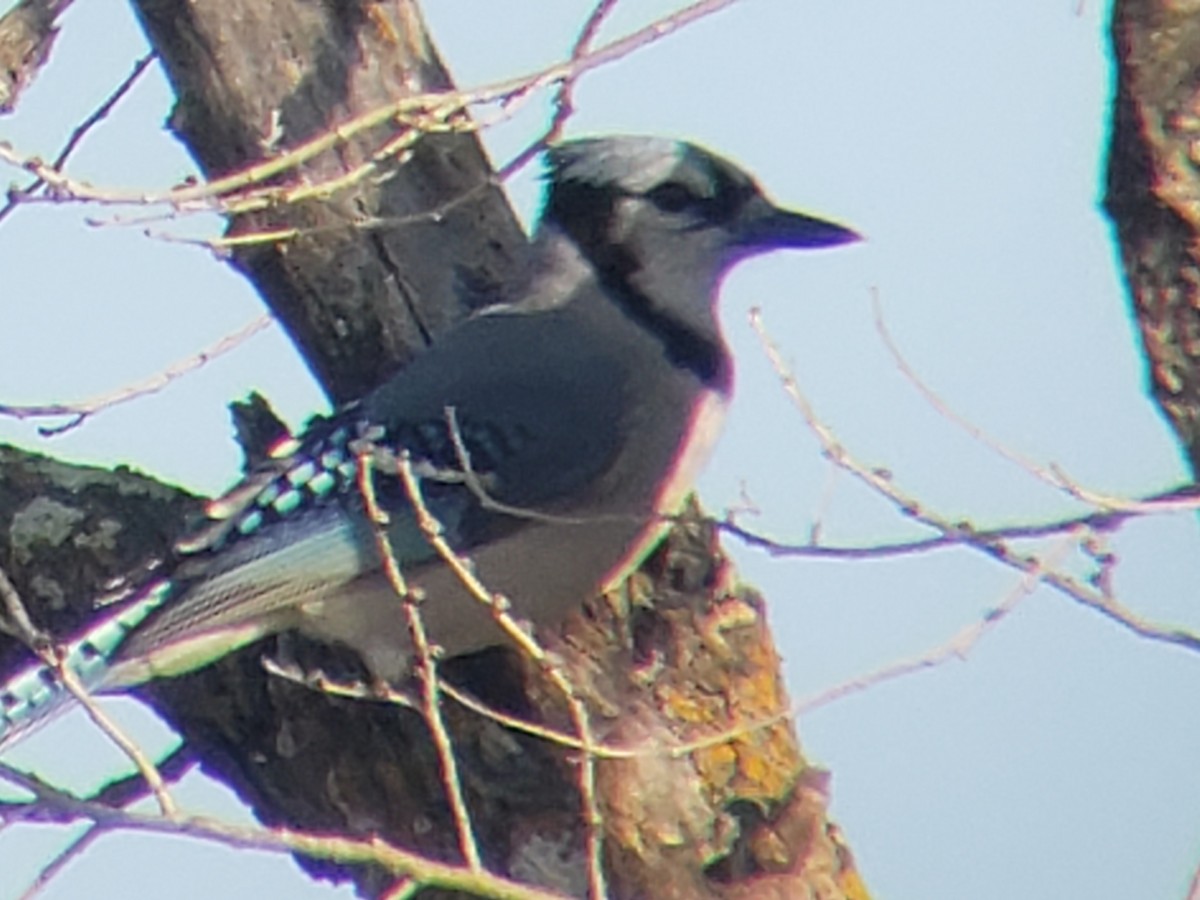 Blue Jay - ML647497458