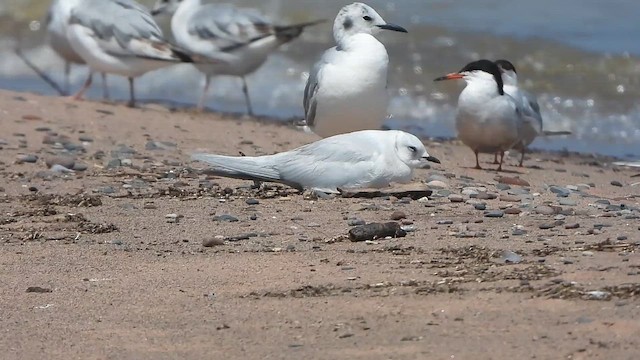 שחף ורוד - ML647497470