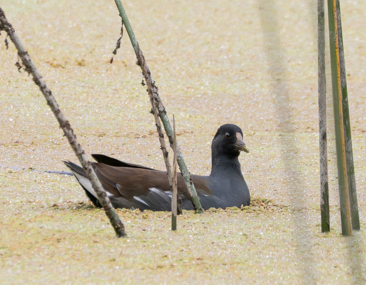 Курочка латиноамериканська - ML647497473