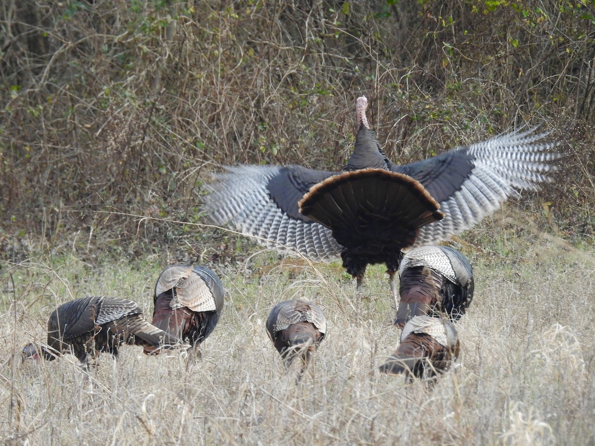 シチメンチョウ - ML647497481