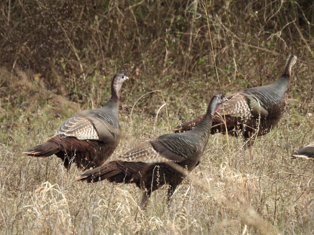 シチメンチョウ - ML647497482
