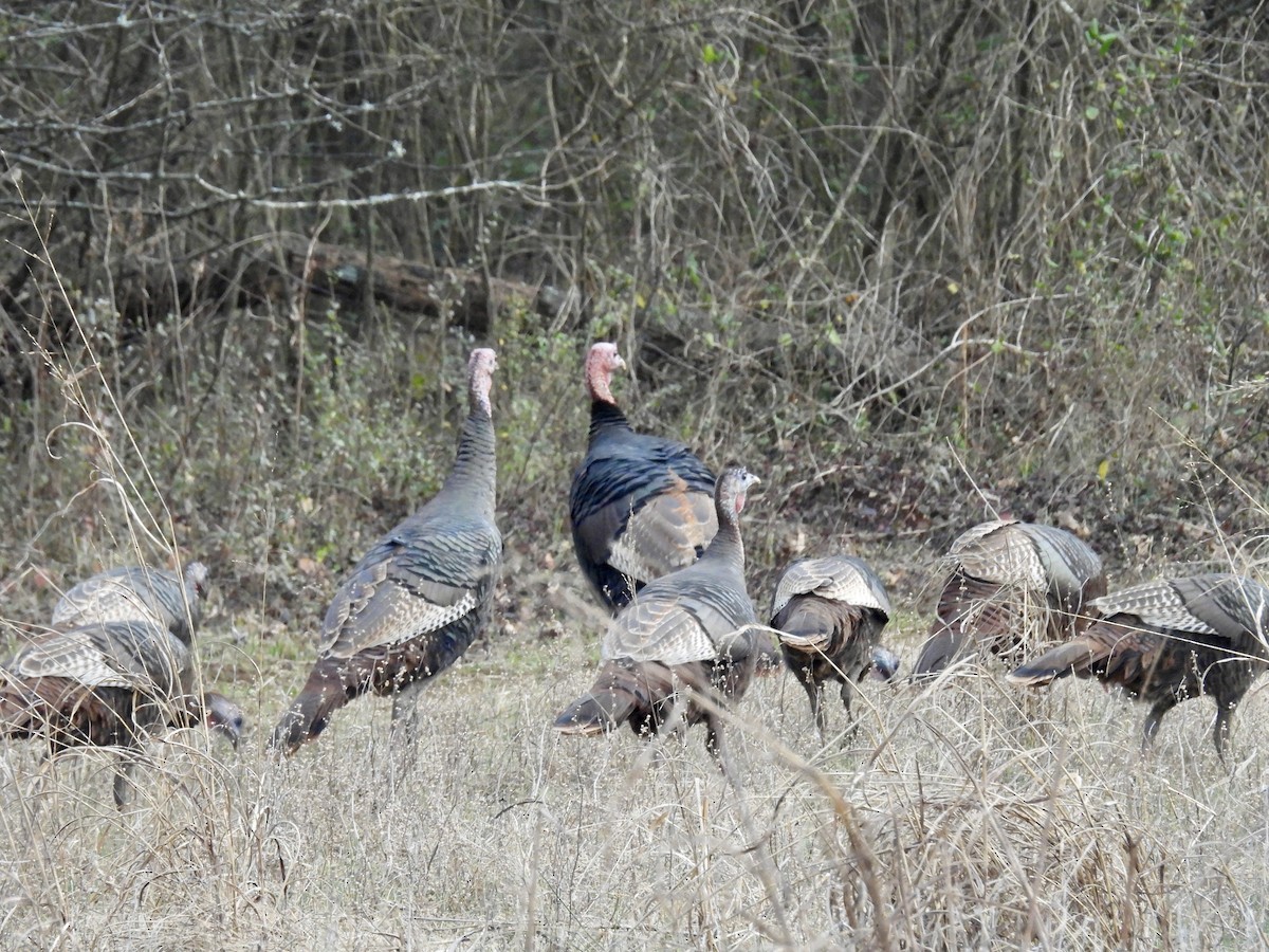 シチメンチョウ - ML647497483