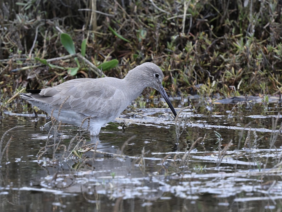 Playero Aliblanco - ML647497485