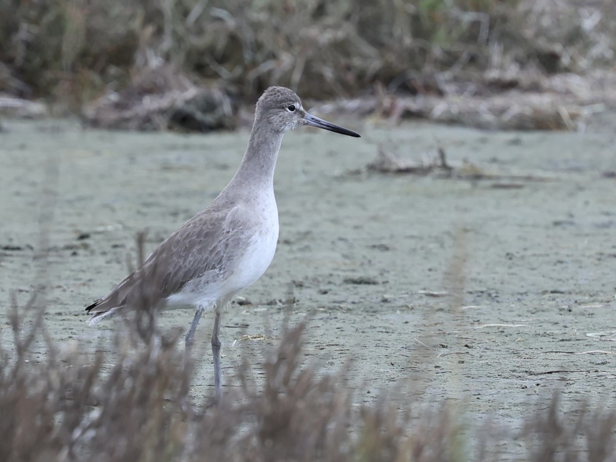 Playero Aliblanco - ML647497486