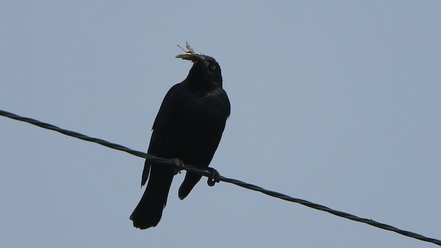 Brewer's Blackbird - ML647497494