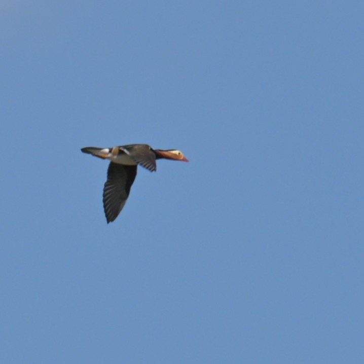 mandarinand - ML647497499