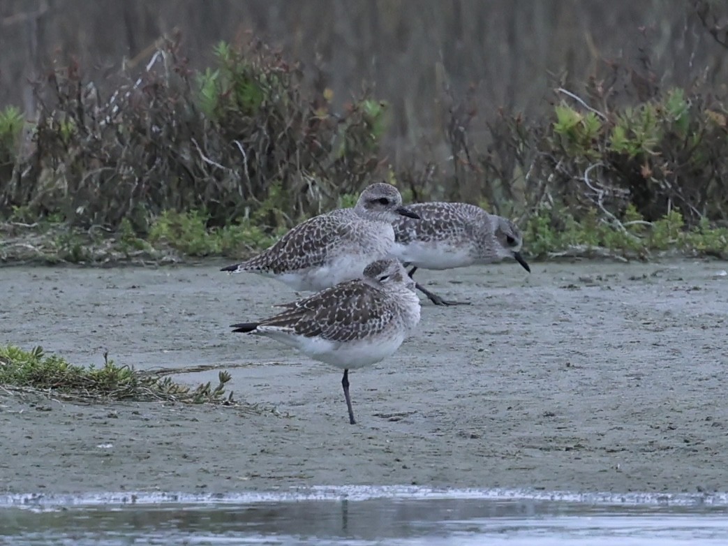 Chorlito Gris - ML647497522