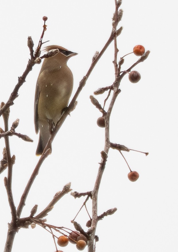 Sedir İpekkuyruğu - ML647497529