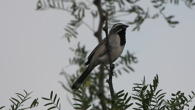 Black-throated Sparrow - ML647497532