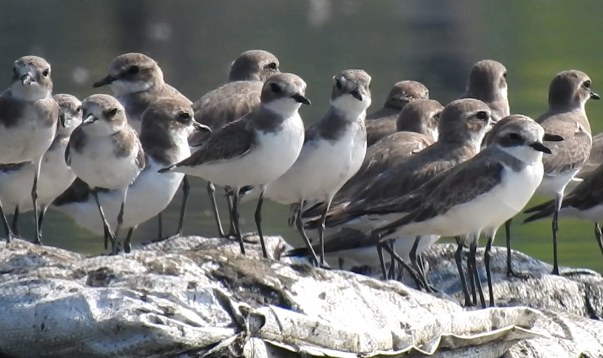 Tibet Cılıbıtı - ML647497539