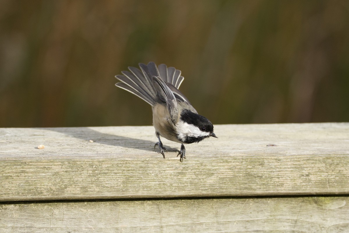Black-capped Chickadee - ML647497549