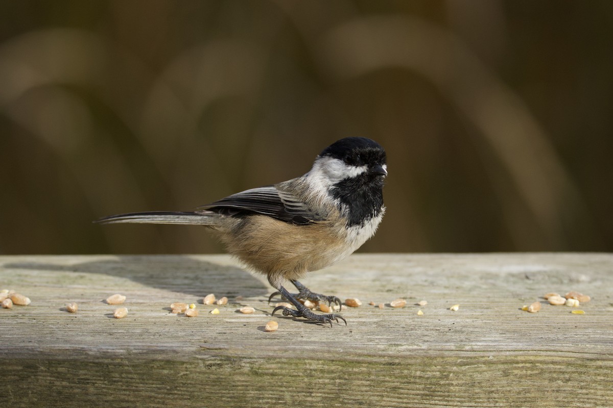 Black-capped Chickadee - ML647497556